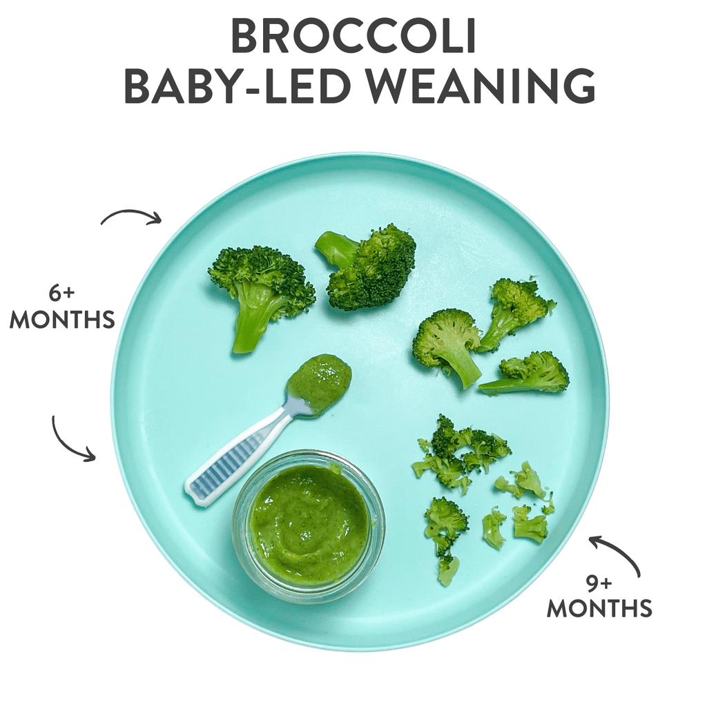 Teal baby plate sitting on my kitchen counter showing different ways to serve broccoli to baby with the help of graphics and arrows pointing out the ages baby can have with size of broccoli.