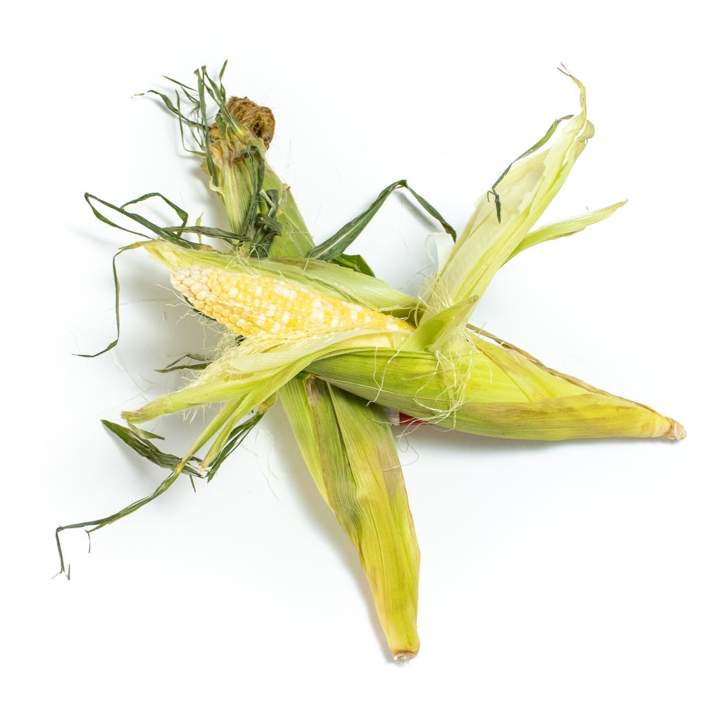2 ears of corn on a white countertop.